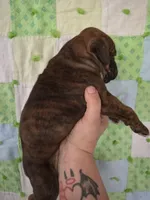 Lazarus , a male Boxer for sale in Manistique, MI – 3 of 5