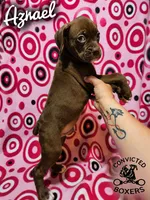 Azrael, a male Boxer for sale in Manistique, MI – 2 of 6