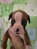 Desdemona, a female Boxer for sale in Manistique, MI – 4 of 5