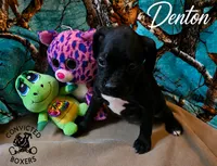 Denton , a male Boxer for sale in Manistique, MI – 5 of 6