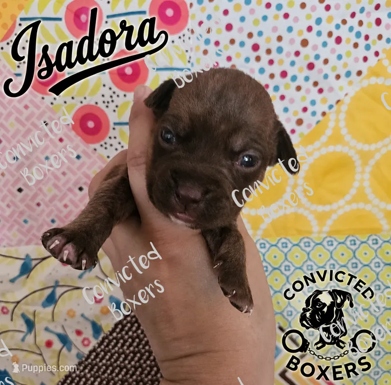 Isadora – Boxer puppy for sale in Manistique, MI