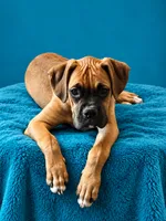 Frisco , a male Boxer for sale in Manistique, MI – 3 of 8