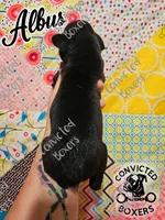 Albus, a male Boxer for sale in Manistique, MI – 2 of 2