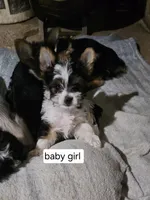 Baby girl , a female Yorkshire Terrier for sale in Riverside, CA – 1 of 8