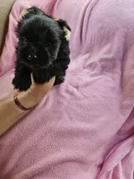 Midnight , a female Yorkshire Terrier for sale in Riverside, CA – 6 of 6