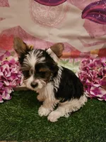 Baby girl , a female Yorkshire Terrier for sale in Riverside, CA – 3 of 8