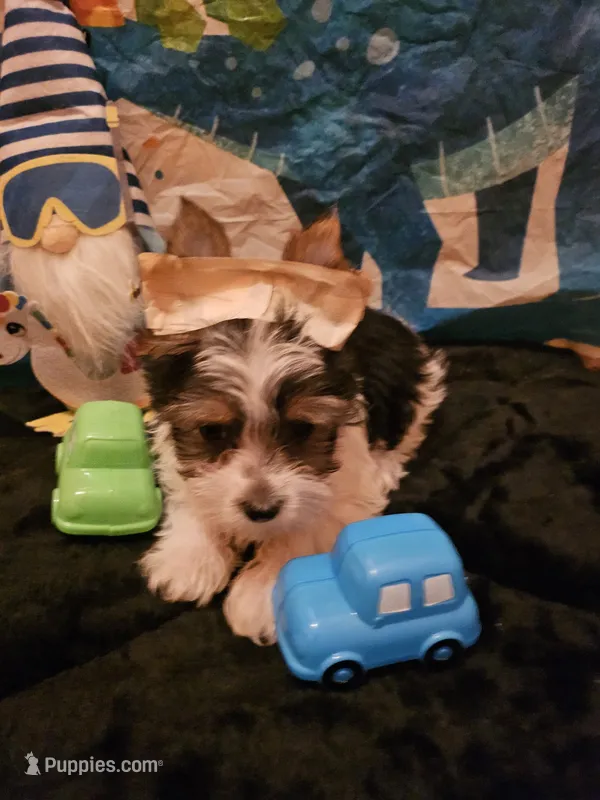 Medino – Yorkshire Terrier puppy for sale in Riverside, CA