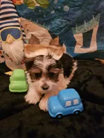 Medino, a male Yorkshire Terrier for sale in Riverside, CA – 1 of 1