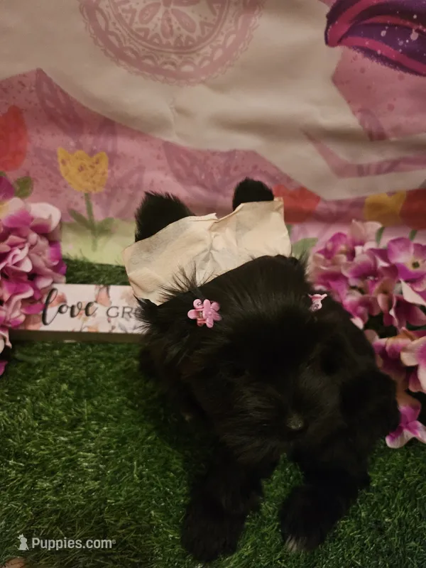 Midnight  – Yorkshire Terrier puppy for sale in Riverside, CA