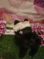 Midnight , a female Yorkshire Terrier for sale in Riverside, CA – 1 of 6