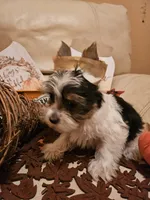 Merino, a male Yorkshire Terrier for sale in Riverside, CA – 3 of 5