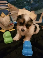 Angel , a male Yorkshire Terrier for sale in Riverside, CA – 3 of 3