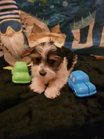Merino, a male Yorkshire Terrier for sale in Riverside, CA – 4 of 5