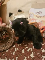 Midnight , a female Yorkshire Terrier for sale in Riverside, CA – 3 of 6