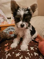 Baby girl , a female Yorkshire Terrier for sale in Riverside, CA – 8 of 8