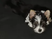 Baby girl , a female Yorkshire Terrier for sale in Riverside, CA – 5 of 8