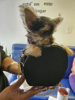 Tazzz, a female Yorkshire Terrier for sale in Riverside, CA – 7 of 7