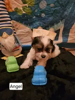 Angel , a male Yorkshire Terrier for sale in Riverside, CA – 2 of 3