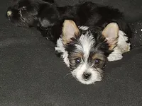 Baby girl , a female Yorkshire Terrier for sale in Riverside, CA – 2 of 8