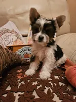 Baby girl , a female Yorkshire Terrier for sale in Riverside, CA – 7 of 8