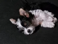 Baby girl , a female Yorkshire Terrier for sale in Riverside, CA – 4 of 8