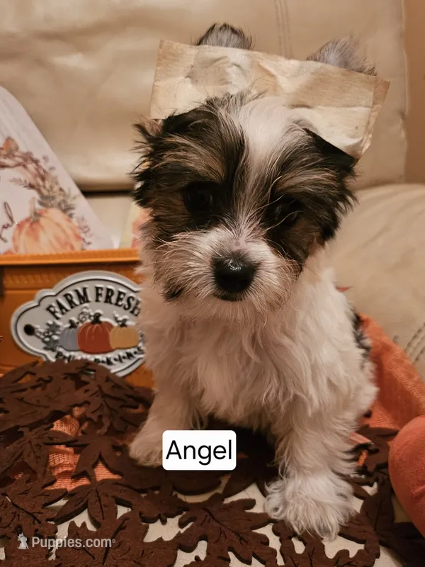 Angel  – Yorkshire Terrier puppy for sale in Riverside, CA