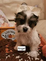 Angel , a male Yorkshire Terrier for sale in Riverside, CA – 1 of 3