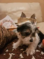 Merino, a male Yorkshire Terrier for sale in Riverside, CA – 5 of 5