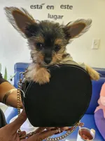Tazzz, a female Yorkshire Terrier for sale in Riverside, CA – 6 of 7