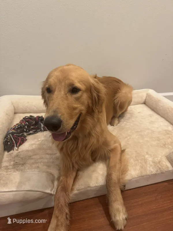 Cooper – Golden Retriever puppy for sale in Ocean Springs, MS