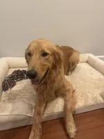 Cooper, a male Golden Retriever for sale in Ocean Springs, MS – 1 of 3