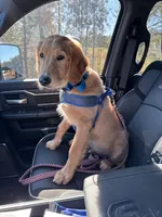 Cooper, a male Golden Retriever for sale in Ocean Springs, MS – 2 of 3