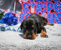 Grey Male A Litter , a male Doberman Pinscher for sale in Binger, OK – 3 of 4