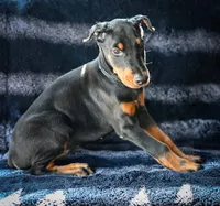Black Male A Litter, a male Doberman Pinscher for sale in Binger, OK – 2 of 7