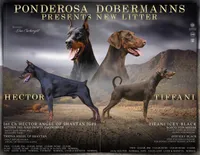 Black Male A Litter, a male Doberman Pinscher for sale in Binger, OK – 4 of 7