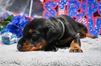 Grey Male A Litter , a male Doberman Pinscher for sale in Binger, OK – 2 of 4