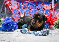 Black Male A Litter, a male Doberman Pinscher for sale in Binger, OK – 1 of 3