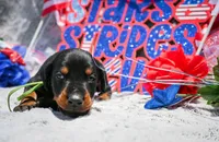 Green Male A Litter , a male Doberman Pinscher for sale in Binger, OK – 2 of 3