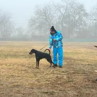 Int. Ch Walter  IGP1, a male Doberman Pinscher for sale in Binger, OK – Photo 6 of 8