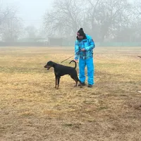Int. Ch Walter  IGP1, a male Doberman Pinscher for sale in Binger, OK – Photo 8 of 8