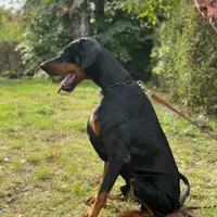 Int. Ch Walter  IGP1, a male Doberman Pinscher for sale in Binger, OK – Photo 3 of 8