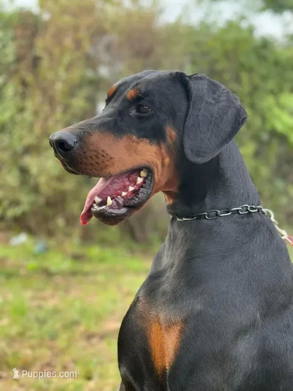 Int. Ch Walter  IGP1