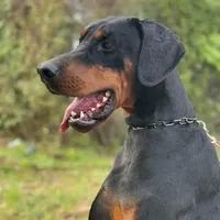 Int. Ch Walter  IGP1, a male Doberman Pinscher for sale in Binger, OK – Photo 1 of 8