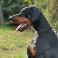 Int. Ch Walter  IGP1, a male Doberman Pinscher for sale in Binger, OK – Photo 2 of 8