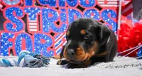 Grey Male A Litter , a male Doberman Pinscher for sale in Binger, OK – 4 of 4