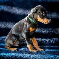 Green Male A Litter , a male Doberman Pinscher for sale in Binger, OK – 2 of 5