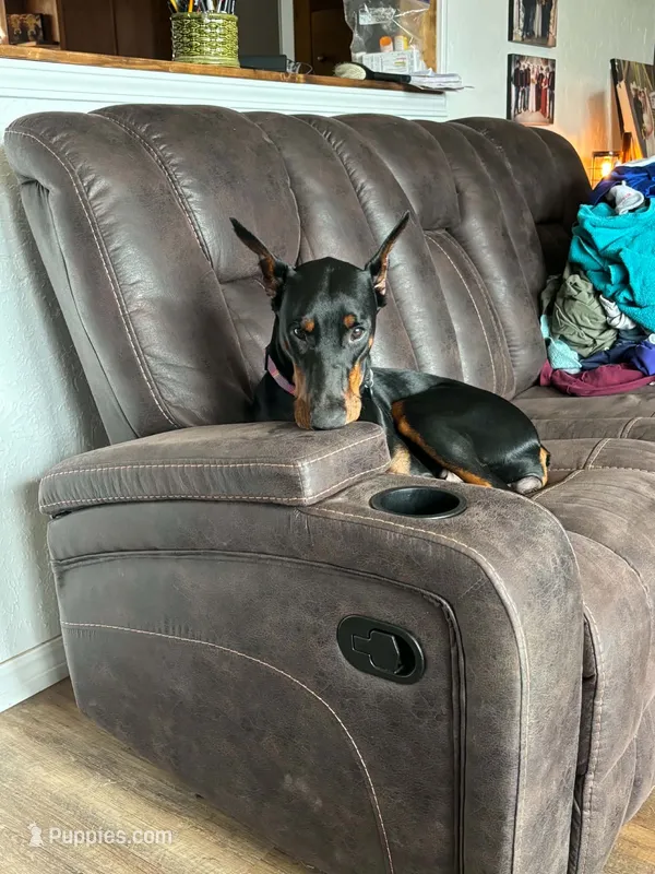 Maggie – Doberman Pinscher puppy for sale in Binger, OK