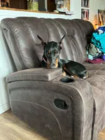 Maggie, a female Doberman Pinscher for sale in Binger, OK – 1 of 2
