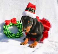 Pink Collar, a female Doberman Pinscher for sale in Binger, OK – Photo 2 of 10