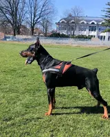 Pink Collar, a female Doberman Pinscher for sale in Binger, OK – Photo 10 of 10